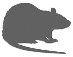Spontaneously Hypertensive Outbred Rat Model 
