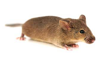 Stat1 Constitutive Knockout Mouse Model 