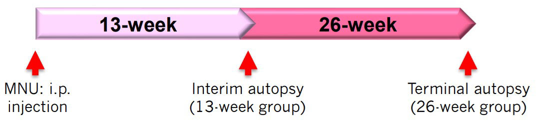 Evaluation of treatments diagram