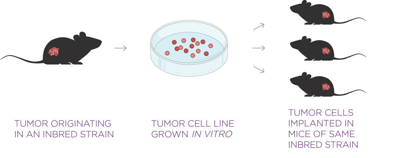 Syngeneic Tumor Model Generation Chart