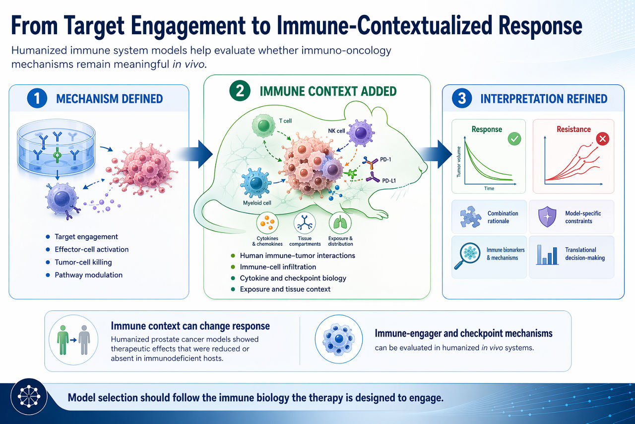From Target Engagement to Immune-Contextualized Response Graphic