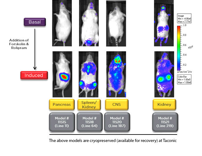 tissue specific response