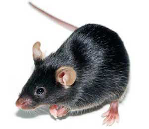 TNF-α Random Transgenic Mouse Model 