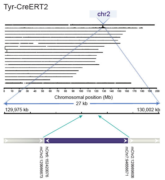 Transgene graph