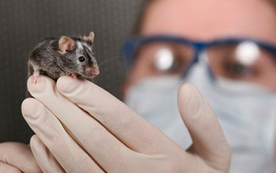 Mouse in gloved hand