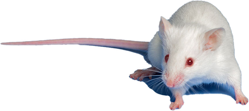 white mouse